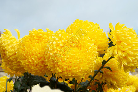 蓝天的黄菊花背景图片