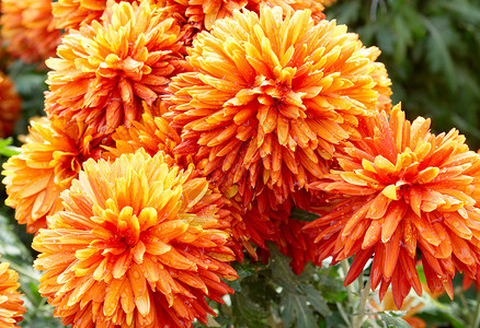 红黄色橙色菊花礼物雏菊植物季节晴天花园植物群花束花瓣橙子背景图片