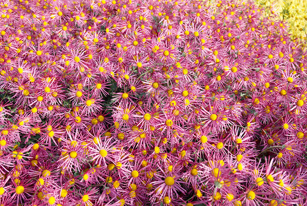 暗粉红菊花田菊花甘菊植物群宏观礼物紫色花瓣生日植物季节背景图片