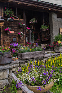 在阿尔卑斯山有花屋花朵区系园艺花园山脉植物高山背景图片