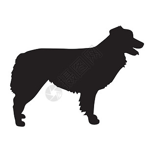 澳大利亚犬类牧羊人小狗哺乳动物宠物插图背景图片