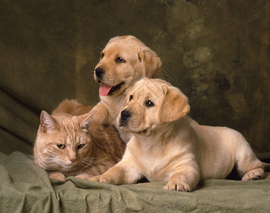 家庭事务家人犬类动物哺乳动物朋友宠物绿色友谊黄色小狗背景图片