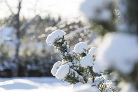 雪覆盖的绿色枝条白色背景图片