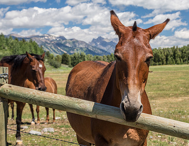 怀俄明州的马匹家畜牧场山脉农场宠物哺乳动物风景自然高清图片