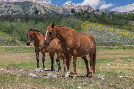 大特顿马山脉风景自然家畜马匹牧场哺乳动物农场宠物高清图片