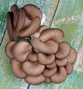 灰色蘑菇平菇Raw Oyster 蘑菇素食者侧耳食用菌美味生食蔬菜背景灰色健康饮食平菇背景