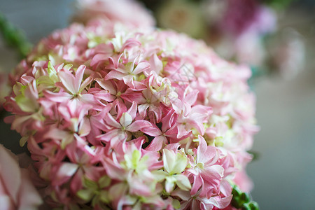 粉红和白白花花花粉花头植物粉色花瓣水平植物学花束花坛白色背景图片