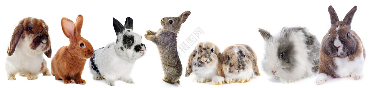 一群可爱兔子一群兔子背景