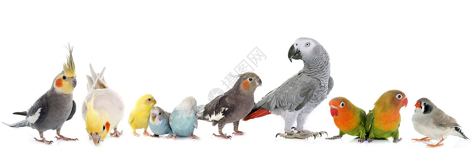 鸟类群虎皮蓝色男性工作室动物爱情囚禁团体灰色鹦鹉高清图片