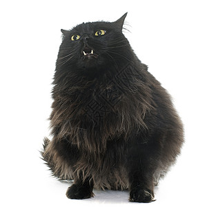 黑猫咆哮大型黑猫肥胖宠物长发成人工作室动物背景