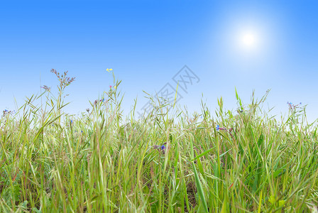 青绿草 阳光灿蓝的天空环境地平线天气土地国家季节太阳农业叶子阳光背景图片