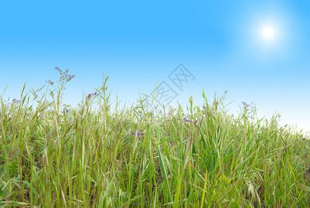 青绿草 阳光灿蓝的天空农业太阳农场天堂蓝色国家天气地平线生长叶子背景图片