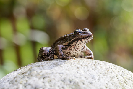 青蛙石头荒野生态动物池塘棕色眼睛宏观水龙头阳光高清图片