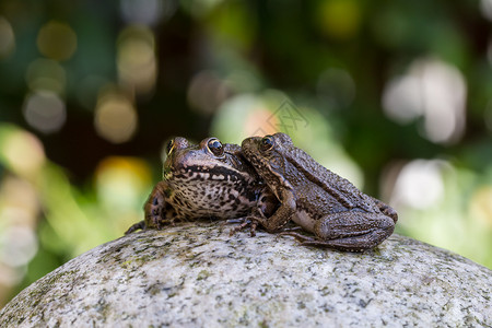 两只青蛙棕色动物阳光生态池塘蛙科眼睛夫妻石头水龙头背景图片