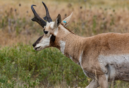 反洛卡普拉自然叉角羚羊高清图片