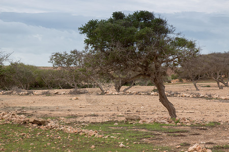 摩洛哥坚果树摩洛哥有Argan树的摩洛哥国家背景