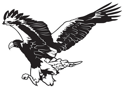 飞鹰的背景飞鹰捕食者插图翅膀飞行绘画雏鸟剪贴动物森林插画