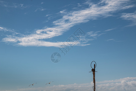天空 天线和海鸥背景图片