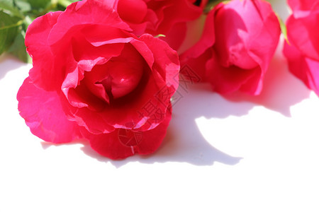 白色背景的玫瑰红玫瑰背景图片