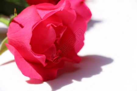 白色背景上的玫瑰红玫瑰背景图片