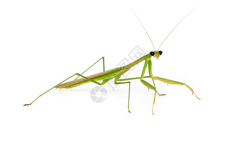 白背景的昆虫螳螂脊椎动物动物学绿色动物背景图片