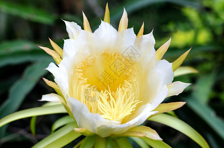 龙果花农场白色植物水果黄色荒野花粉雌蕊花瓣果园背景