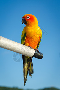 驯化的美丽多彩的鹦鹉 太阳堡垒羽毛黄色异国绿色金子白色热带动物群橙子宠物背景