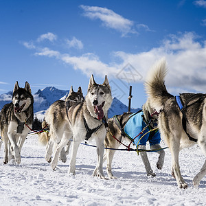 奥德赛赛速赛中的滑雪狗动物犬类团体雪橇跑步团队运动宠物场地旅行背景