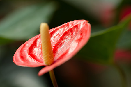 红植物学叶子生物学耳朵植物宏观环境情调花园双色背景图片