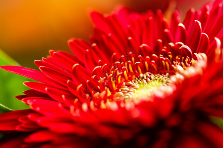 分别红菊RedDaidis 红黛子礼物宏观生长花瓣花园格柏植物群美丽季节雏菊背景
