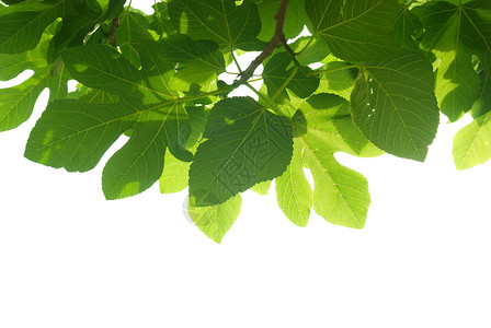 绿色无花果树叶带树枝生长植物宏观太阳气候环境晴天花园森林季节背景图片