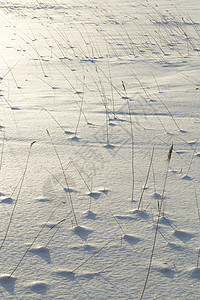 白雪湖中的青草背景图片