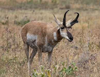 格鲁安角蒙大拿叉角羚羊高清图片