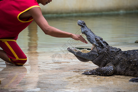 红色衣服的鳄鱼在泰国的鳄鱼表演野生动物旅游特技捕食者动物农场展示旅行爬虫手臂背景