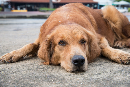 金色的寻宝狗TEA孤单白色宠物悲伤红色棕色犬类寂寞治疗猎犬朋友背景图片