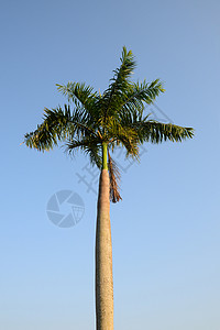蓝天空背景的风中的狐尾棕榈树绿色花园生长白色叶子植物学太阳植物蓝色森林背景图片