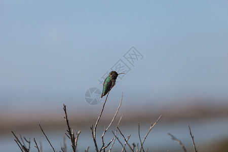 黑下巴蜂鸟得克萨斯州亨廷顿高清图片