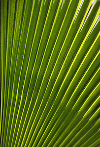 棕榈叶线条折叠牧草叶子中风绿色热带植物背景图片