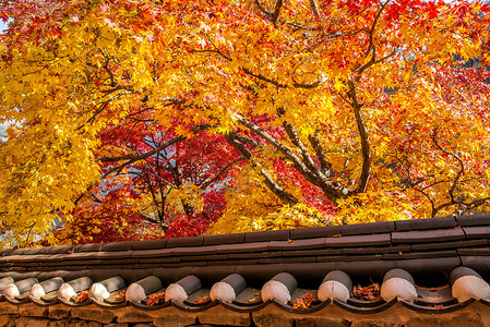 秋天在科雷亚Korea风景橙子树干环境山毛榉公园叶子阳光花园植物背景图片