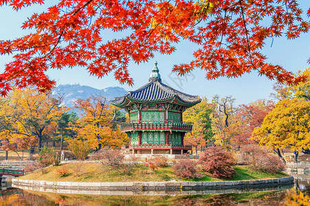 丰庆湖畔绿萼梅秋天在韩国的庆布京和梅普林风景热带阳光丛林植物木头树干花园黄色红色背景