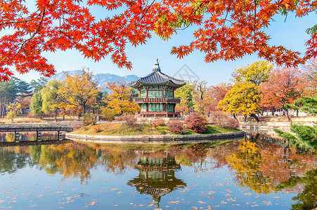 秋天在韩国的庆布京和梅普林阳光花园山毛榉红色植物木头热带环境叶子风景背景图片