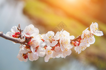 佐仓杏子樱桃花和柔软焦点 佐仓季节背景花园粉色水果白色植物学樱花压痛植物群背景