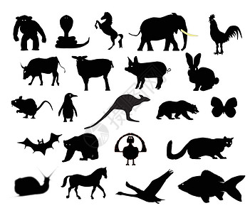 马岗鹅动物群集Sillhouette团体北极熊火鸡眼镜蛇天鹅袋鼠设计元素剪影公鸡设计图片