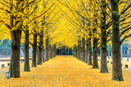 韩国纳米岛黄金果树一行游客旅行访客生态历史性阳光花园经济文化旅游背景图片