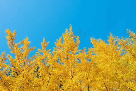 Ginkgo 树叶金子黄色生活公园季节植物叶子背景图片