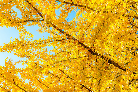 Ginkgo 树叶生活植物黄色公园叶子季节金子背景图片
