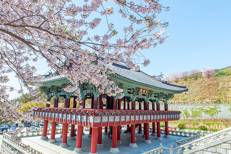 京博千京宫春开樱花 韩国堡垒城堡历史性皇家历史城市网关地标樱花背景图片