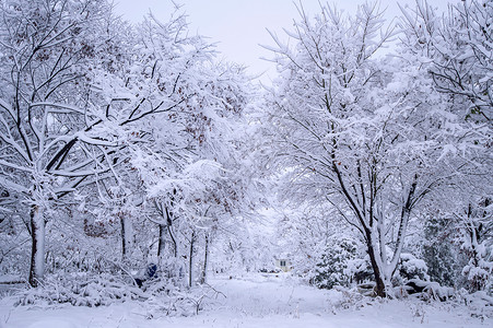 冬季风景树木雪花荒野明信片天空季节场地故事薄雾森林背景图片