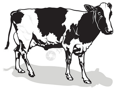 斑点奶牛农场动物农业波动绘画家畜插图牛肉牛奶配种背景图片