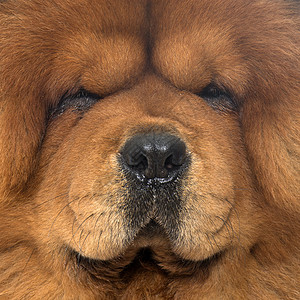 饼干条狗成人松狮男性动物宠物工作室毛皮棕色背景图片